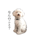 犬がいる暮らし2（個別スタンプ：14）