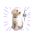 犬がいる暮らし2（個別スタンプ：15）