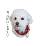 犬がいる暮らし2（個別スタンプ：21）