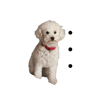 犬がいる暮らし2（個別スタンプ：22）
