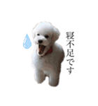 犬がいる暮らし2（個別スタンプ：23）
