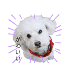 犬がいる暮らし2（個別スタンプ：32）