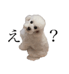 犬がいる暮らし2（個別スタンプ：33）