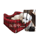 犬がいる暮らし2（個別スタンプ：34）