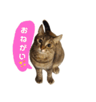 Huajiao the cat（個別スタンプ：1）
