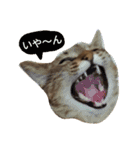 Huajiao the cat（個別スタンプ：2）