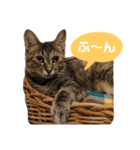Huajiao the cat（個別スタンプ：3）