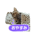 Huajiao the cat（個別スタンプ：4）