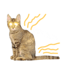 Huajiao the cat（個別スタンプ：5）