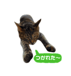 Huajiao the cat（個別スタンプ：6）