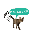 Huajiao the cat（個別スタンプ：7）