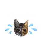 Huajiao the cat（個別スタンプ：9）