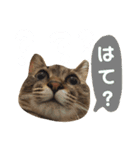 Huajiao the cat（個別スタンプ：10）