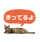 Huajiao the cat（個別スタンプ：11）