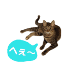 Huajiao the cat（個別スタンプ：12）
