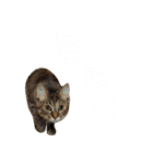 Huajiao the cat（個別スタンプ：13）