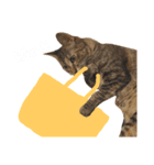 Huajiao the cat（個別スタンプ：14）