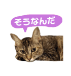 Huajiao the cat（個別スタンプ：15）