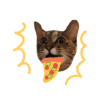 Huajiao the cat（個別スタンプ：16）
