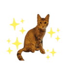 Huajiao the cat（個別スタンプ：17）
