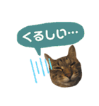 Huajiao the cat（個別スタンプ：18）