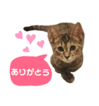 Huajiao the cat（個別スタンプ：19）