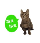 Huajiao the cat（個別スタンプ：20）