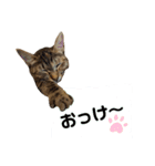 Huajiao the cat（個別スタンプ：21）