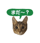 Huajiao the cat（個別スタンプ：22）