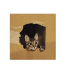 Huajiao the cat（個別スタンプ：23）