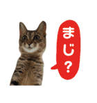 Huajiao the cat（個別スタンプ：24）