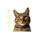 可愛いフィガロ（個別スタンプ：1）
