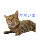 可愛いフィガロ（個別スタンプ：6）