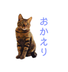可愛いフィガロ（個別スタンプ：7）