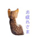 可愛いフィガロ（個別スタンプ：8）