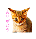 可愛いフィガロ（個別スタンプ：10）