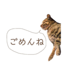 可愛いフィガロ（個別スタンプ：11）