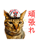 可愛いフィガロ（個別スタンプ：12）