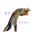 可愛いフィガロ（個別スタンプ：14）