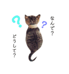 可愛いフィガロ（個別スタンプ：15）