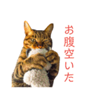 可愛いフィガロ（個別スタンプ：16）