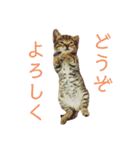 可愛いフィガロ（個別スタンプ：17）