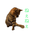 可愛いフィガロ（個別スタンプ：18）