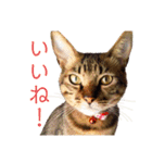 可愛いフィガロ（個別スタンプ：19）