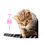 可愛いフィガロ（個別スタンプ：21）
