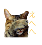 可愛いフィガロ（個別スタンプ：25）