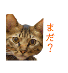 可愛いフィガロ（個別スタンプ：28）
