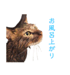 可愛いフィガロ（個別スタンプ：30）