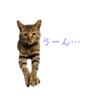 可愛いフィガロ（個別スタンプ：31）
