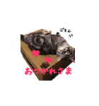 ねこのみおちゃん（個別スタンプ：1）